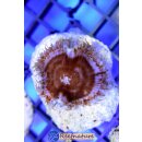 Palythoa Grandis ab 1 Polyp