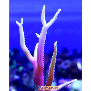 Seriatopora hystrix Bicolor - ChristusdornKoralle PinkGelb