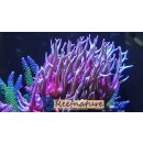 Seriatopora hystrix Bicolor - ChristusdornKoralle PinkGelb