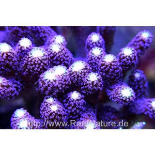 Stylophora "MILKA" Large, Stock