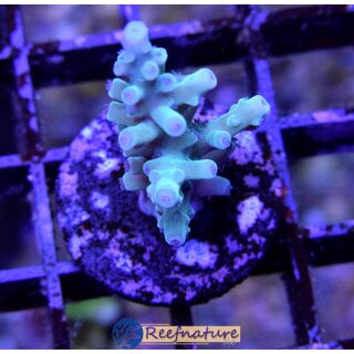 Acropora Blue Tip Turaki (Indonesien)