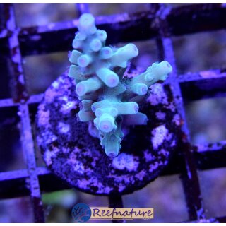 Acropora Turaki (Indonesien)