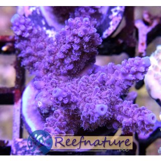 Acropora sp Lila