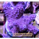 Acropora sp Lila