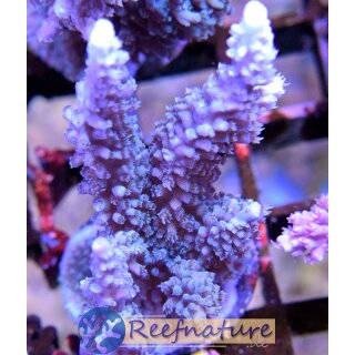 Acropora sp Blau Medium ab 5cm