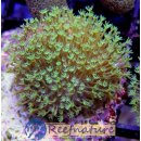 Sarcophyton sp Madagascar - Pilz-Lederkoralle Grün...