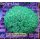 Galaxea Fascicularis - Kristallkoralle grün