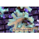 Seriatopora Caliendrum Bicolor Grün/Orange Small bis...