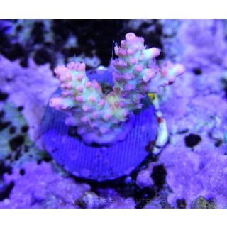 Acropora microclados Strawberry Shortcake small bis 4cm