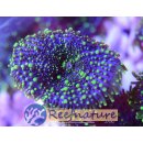 Rhodactis sp. Green