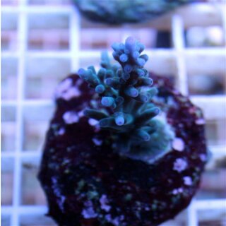 Acropora Echinata Blau