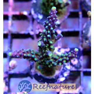 Acropora Joker (Indonesien)