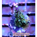 Acropora Joker (Indonesien)