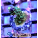 Acropora Joker (Indonesien)