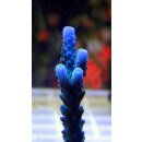 Acropora aspera Grün,blaue Spitzen