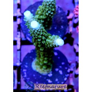 Acropora aspera  Grün,blaue Spitzen Small bis 5cm