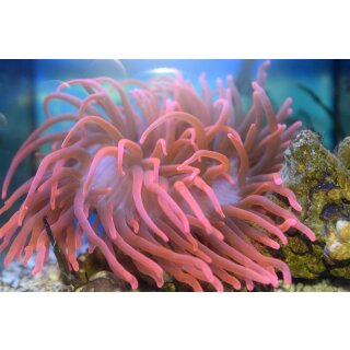 Entacmaea quadricolor - Blasenanemone rot XXL über 20cm