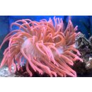 Entacmaea quadricolor - Blasenanemone rot Large über...