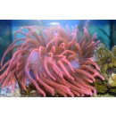 Entacmaea quadricolor - Blasenanemone rot XXL über 20cm
