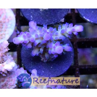 Acropora tortuosa Blau small bis 4cm