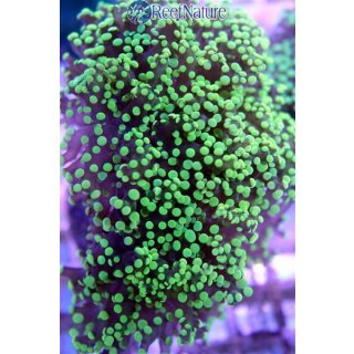 Euphyllia Paradivisa - Froschlaichkoralle Grüne Spritzen