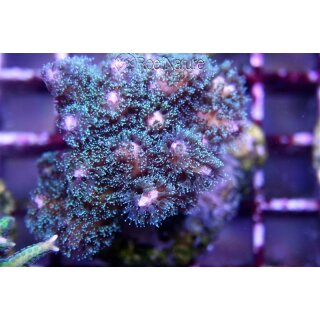 Pocillopora Damicornis