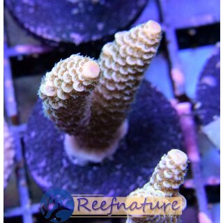 Acropora Millepora Gelb,Orange - Kleinpolypige Steinkoralle small bis 4cm