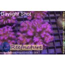 Pocilliopora sp. Pink medium ab 4cm