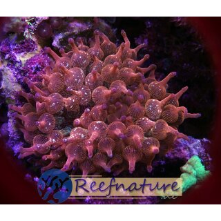 Entacmaea quadricolor medium 6-12cm - Blasenanemone