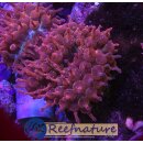 Entacmaea quadricolor medium 6-12cm - Blasenanemone