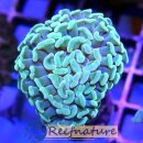 Euphyllia paraancora - Hammerkoralle hellgrün