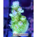 Acropora Florida (Indonesien)