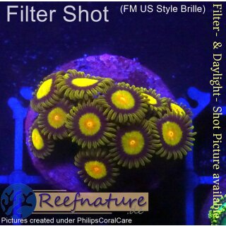 H1-R1-5 WYSIWYG - Zoanthus sp.