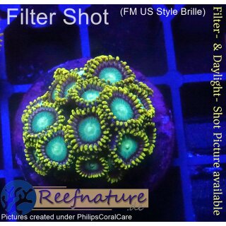 H1-R1-6 WYSIWYG - Zoanthus "sp. blue"