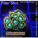 H1-R1-6 WYSIWYG - Zoanthus "sp. blue"