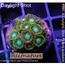 H1-R1-6 WYSIWYG - Zoanthus "sp. blue"