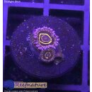 H1-R1-6 WYSIWYG - Zoanthus "Stratosphere" 2...