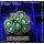 H1-R1-6 WYSIWYG - Zoanthus "sp. blue"