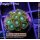 H1-R1-6 WYSIWYG - Zoanthus "sp. blue"