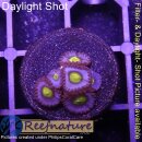 H1-R1-9 WYSIWYG - Zoanthus "AOI - Azure of...