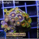 H1-R2-1 WYSIWYG - Zoanthus "Rainbow Incinerator"