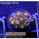 H1-R2-1 WYSIWYG - Zoanthus sp.
