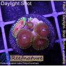 H1-R2-2 WYSIWYG - Zoanthus "Fake Chilli"