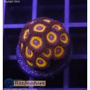 H1-R2-2 WYSIWYG - Zoanthus "pumpkin"