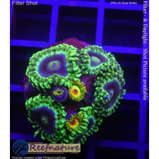 H1-R2-3 WYSIWYG - Zoanthus "mix"