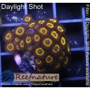 H1-R2-3 WYSIWYG - Zoanthus "Candy Apple Pink"