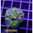 H1-R2-3 WYSIWYG - Zoanthus "mix"