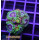 H1-R2-3 WYSIWYG - Zoanthus "mix"