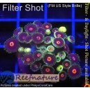H1-R2-4 WYSIWYG - Zoanthus "RN Joker"