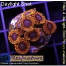 H1-R2-4 WYSIWYG - Zoanthus "Valentine´s Day Massacre"